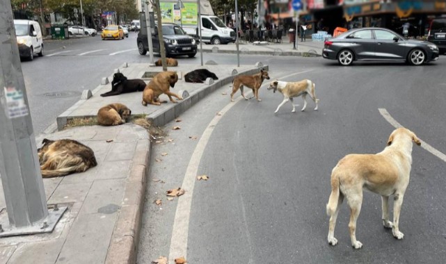 Ankara'da 52 bin sahipsiz sokak hayvanı toplandı
