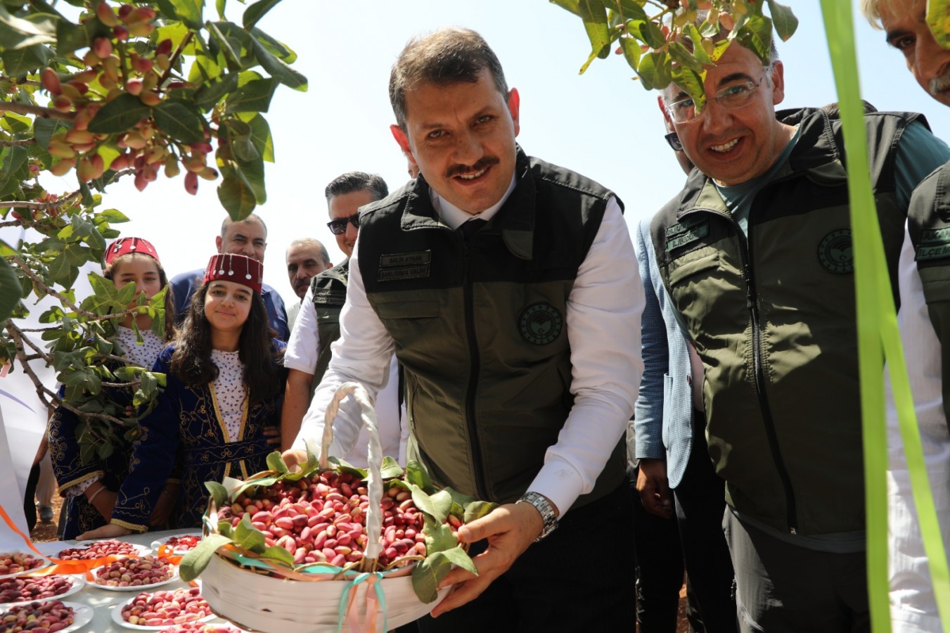 En büyük fıstık bahçesi Halfeti'de fıstık topladı;