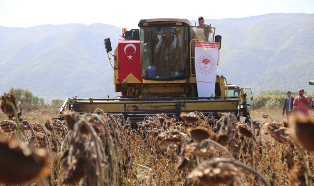 Devlet desteğiyle ekilen ayçiçeğinde hasat zamanı