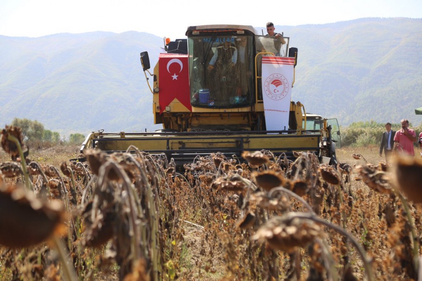 Devlet desteğiyle ekilen ayçiçeğinde hasat zamanı;