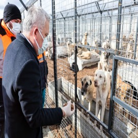 Sivas’ta sokak hayvanları güvende