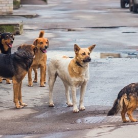 Bakan Çiftçi’den önemli talimat: Halfeti'deki köpek saldırısını müfettiş inceleyecek