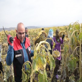 Vali Koç, sarı altını hasat etti