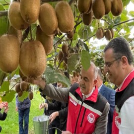 Coğrafi işaretli kivide hasat başladı