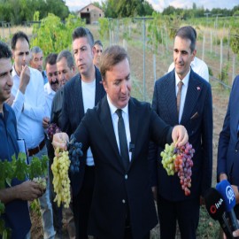 5 yeni üzüm çeşidi için tescil işlemleri başlatıldı