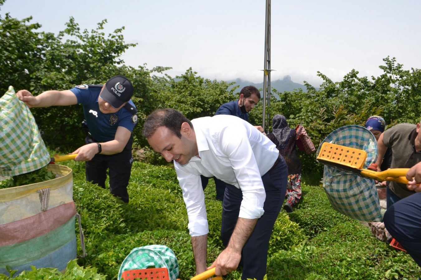 Çanakçı Kaymakamı Yeşilköy’de çay topladı!;