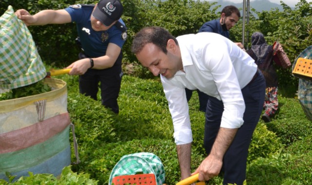 Çanakçı Kaymakamı Yeşilköy’de çay topladı!