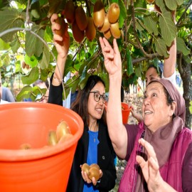 Kivi ihtiyacının üçte birini Yalova karşılıyor