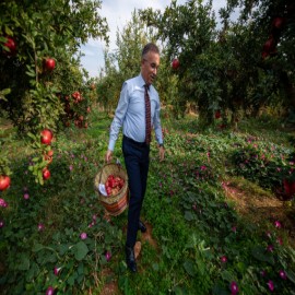 Nar hasadına katkıda bulundu