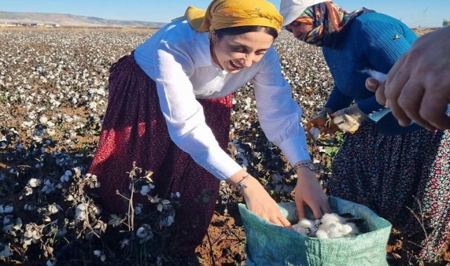 İşçilerle pamuk hasadı yaptı