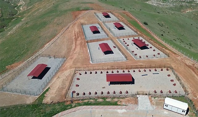 Siirt'ten Türkiye'ye örnek proje: Sokak hayvanlarına modern yaşam, atıklara geri dönüşüm