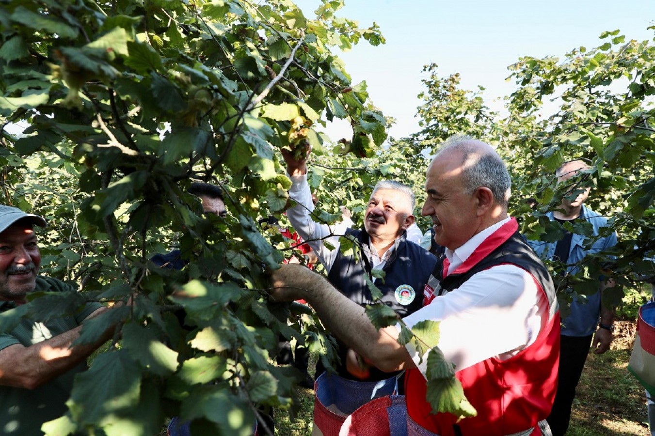 Vali Erol, işçilerle birlikte fındık topladı;