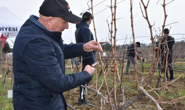 Tekirdağ'da Altın Makas Bağ Budama yarışması