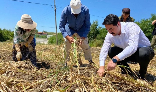 Kaymakam, işçilerle birlikte sarımsak topladı