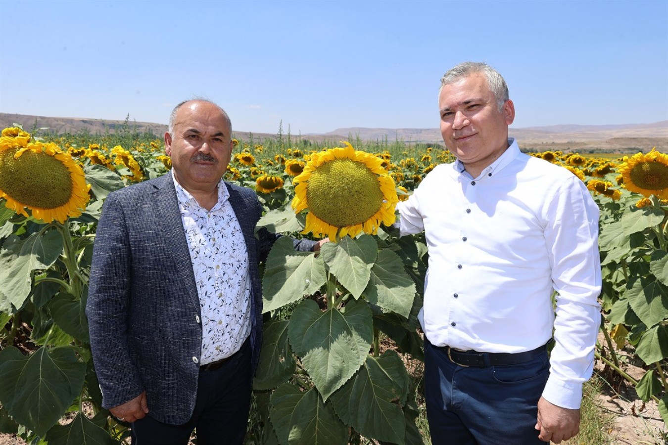 Ayçiçeği üretiminde rekor artış;