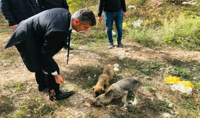 Sokak hayvanlarını mamayla besledi