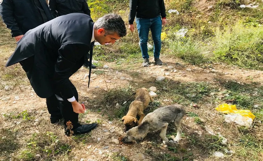 Sokak hayvanlarını mamayla besledi