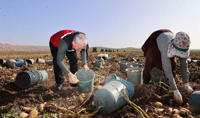 İşçilerle birlikte patates topladı