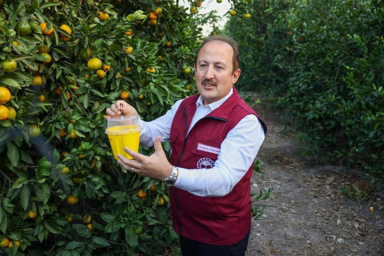 Narenciyenin başkenti Mersin'de 'sinek' mücadelesi;