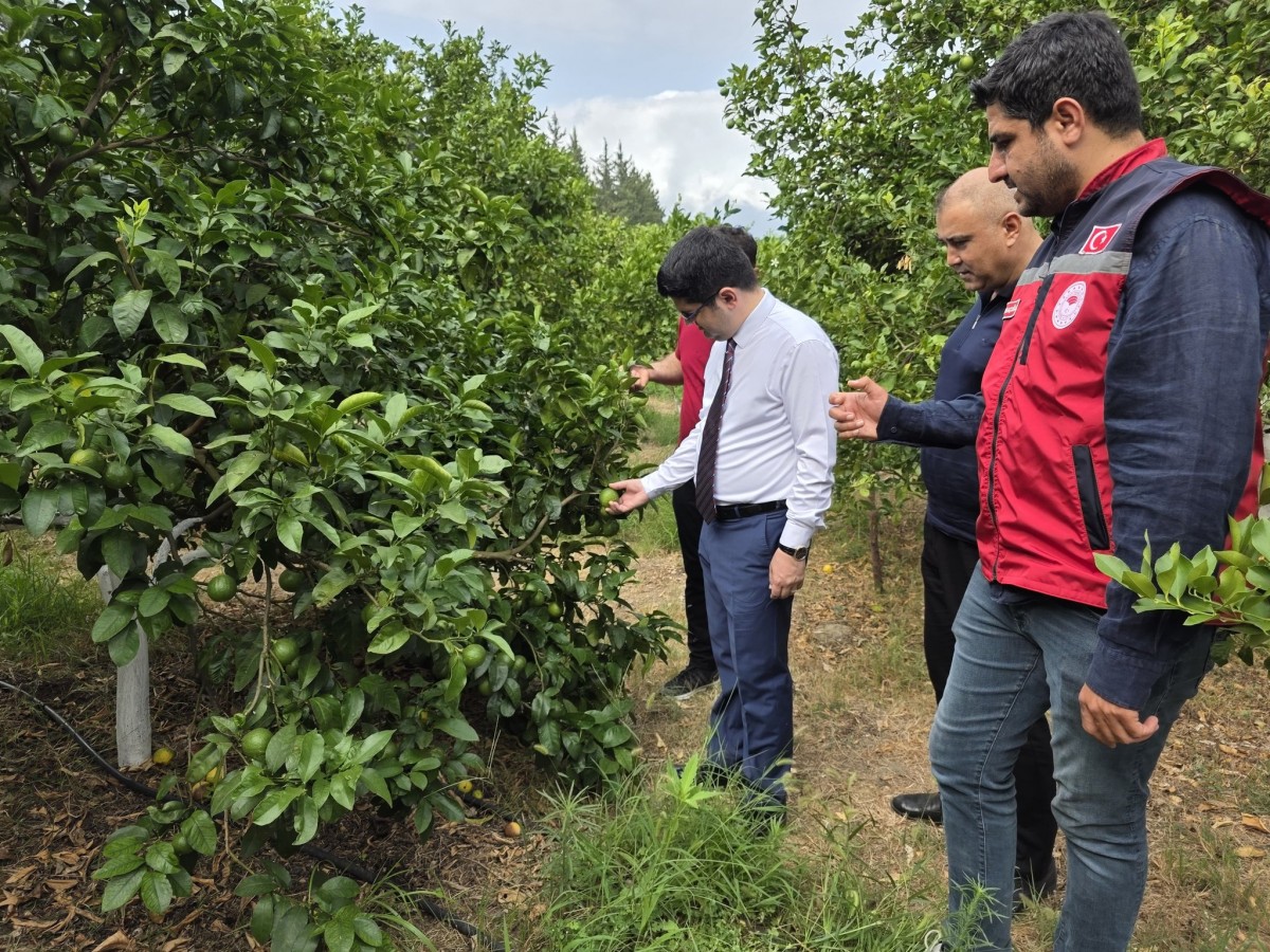 Arsuz, avokado üretiminde güçleniyor;