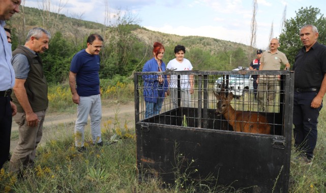 Vali tedavi edilen karacayı ‘bahtı açık olsun’ diyerek doğaya bıraktı