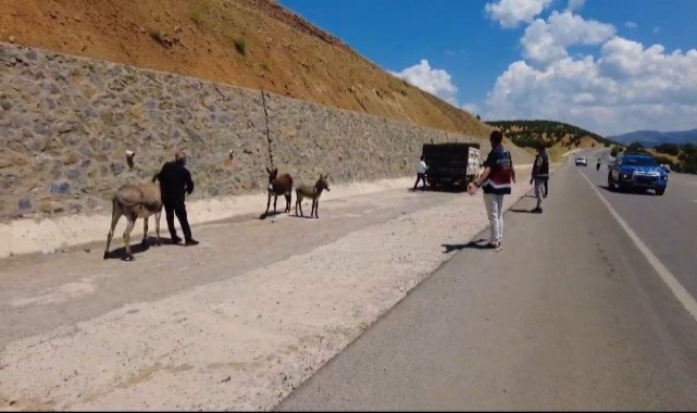 Bingöl'de başıboş hayvanlara sıkı denetim