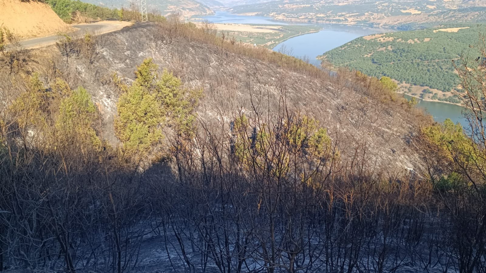 Bingöl'de çıkan orman yangını 9 saat sonra kontrol altına alındı