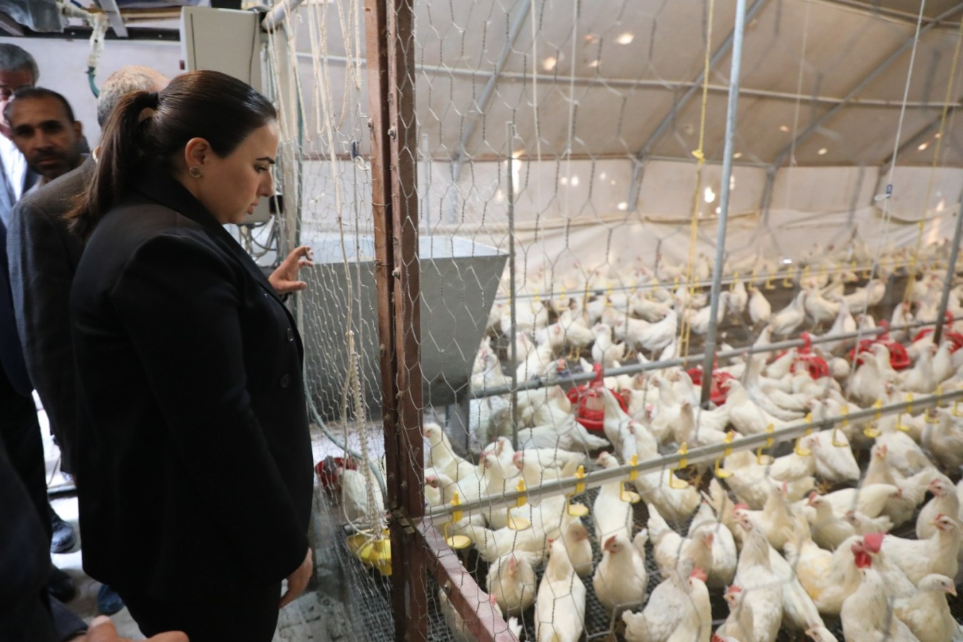 Cizre’de üreticilere 2 bin tavuk, 24 ton yem dağıtıldı;