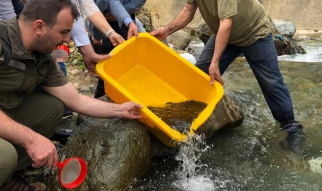 Binlerce alabalık yavrusunu dereye bıraktı