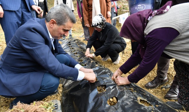 Diktiği fideler mayısta çilek verecek