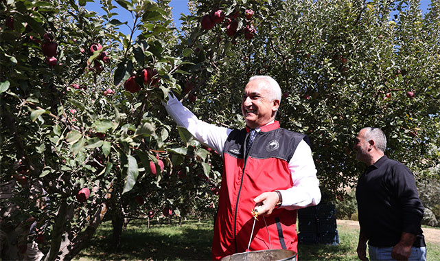 Vali Çakır, elma hasat etti;