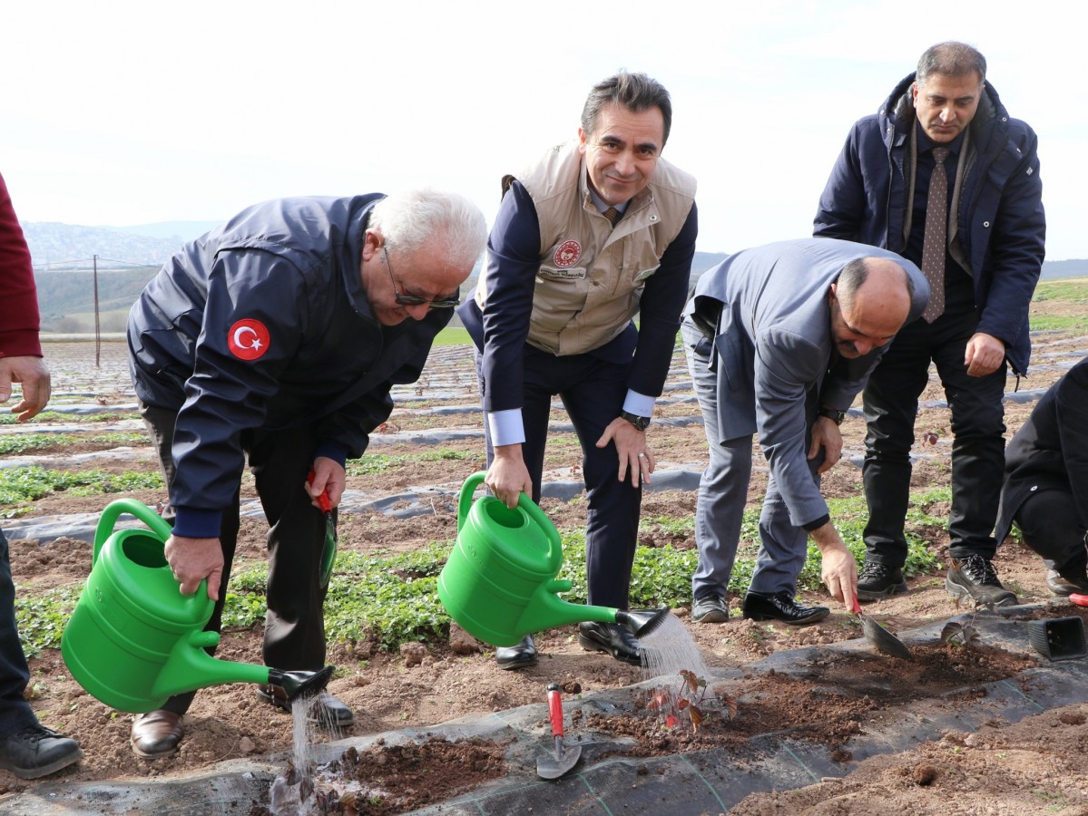 3 bin böğürtlen fidesi toprakla buluştu