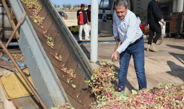 Fıstığın başkentinde hasat heyecanı