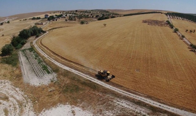 Vatandaş meraya arpa ekince hasadı kaymakamlık yaptı