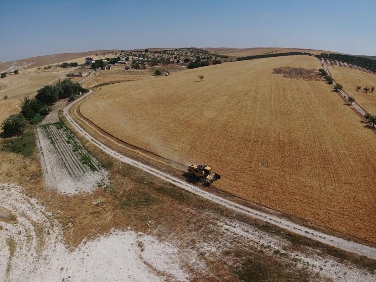 Vatandaş meraya arpa ekince hasadı kaymakamlık yaptı