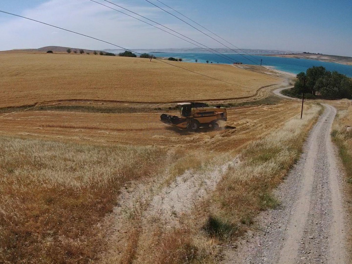 Vatandaş meraya arpa ekince hasadı kaymakamlık yaptı