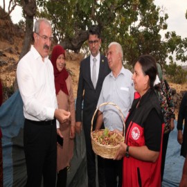 Menengiç ağaçlarına aşılanan Antep fıstığında hasat başladı