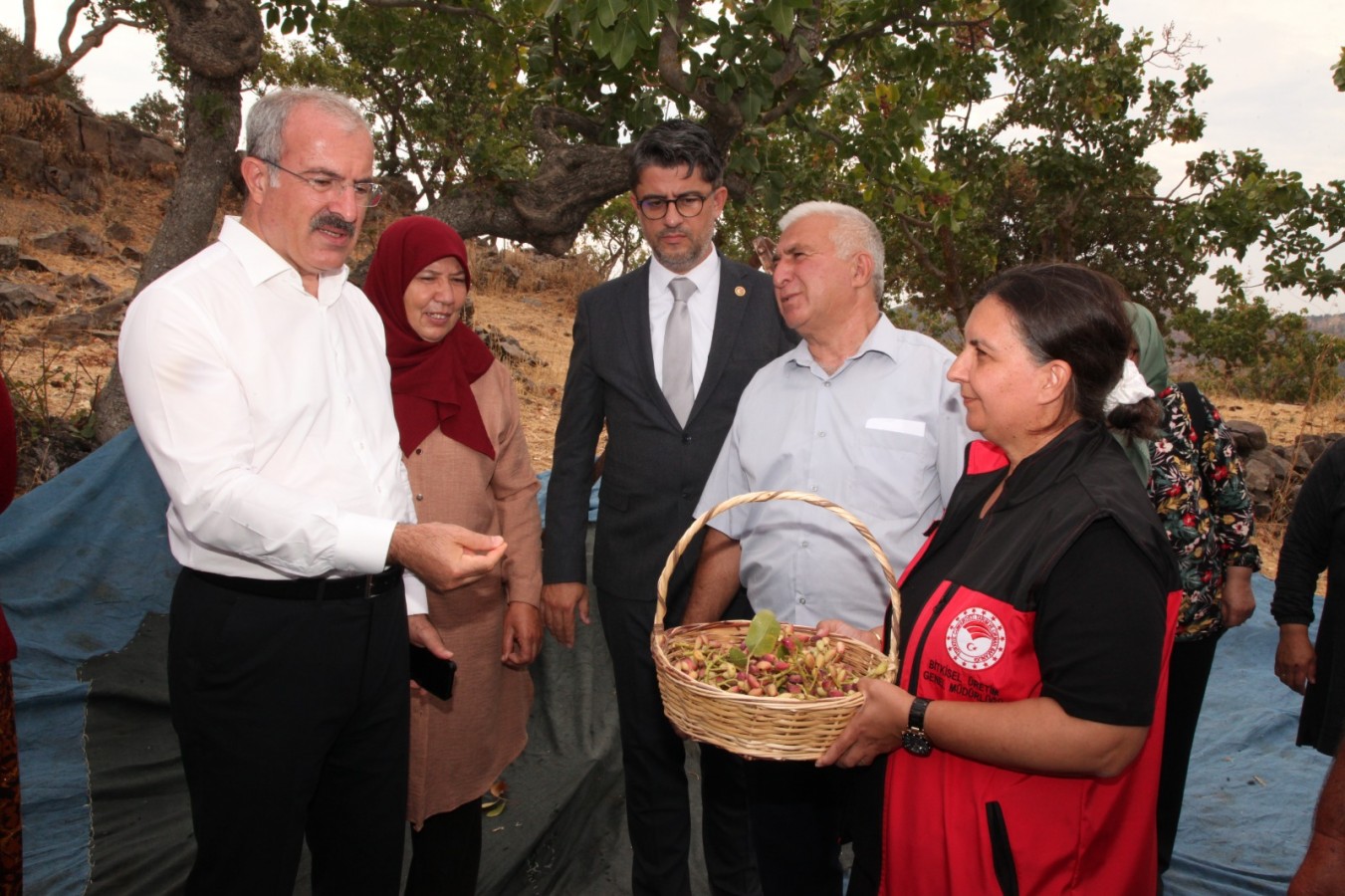 Menengiç ağaçlarına aşılanan Antep fıstığında hasat başladı;