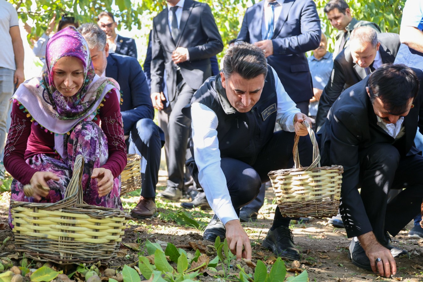 "Bilecik’te, yıllık 17 bin ton ceviz üretiliyor";