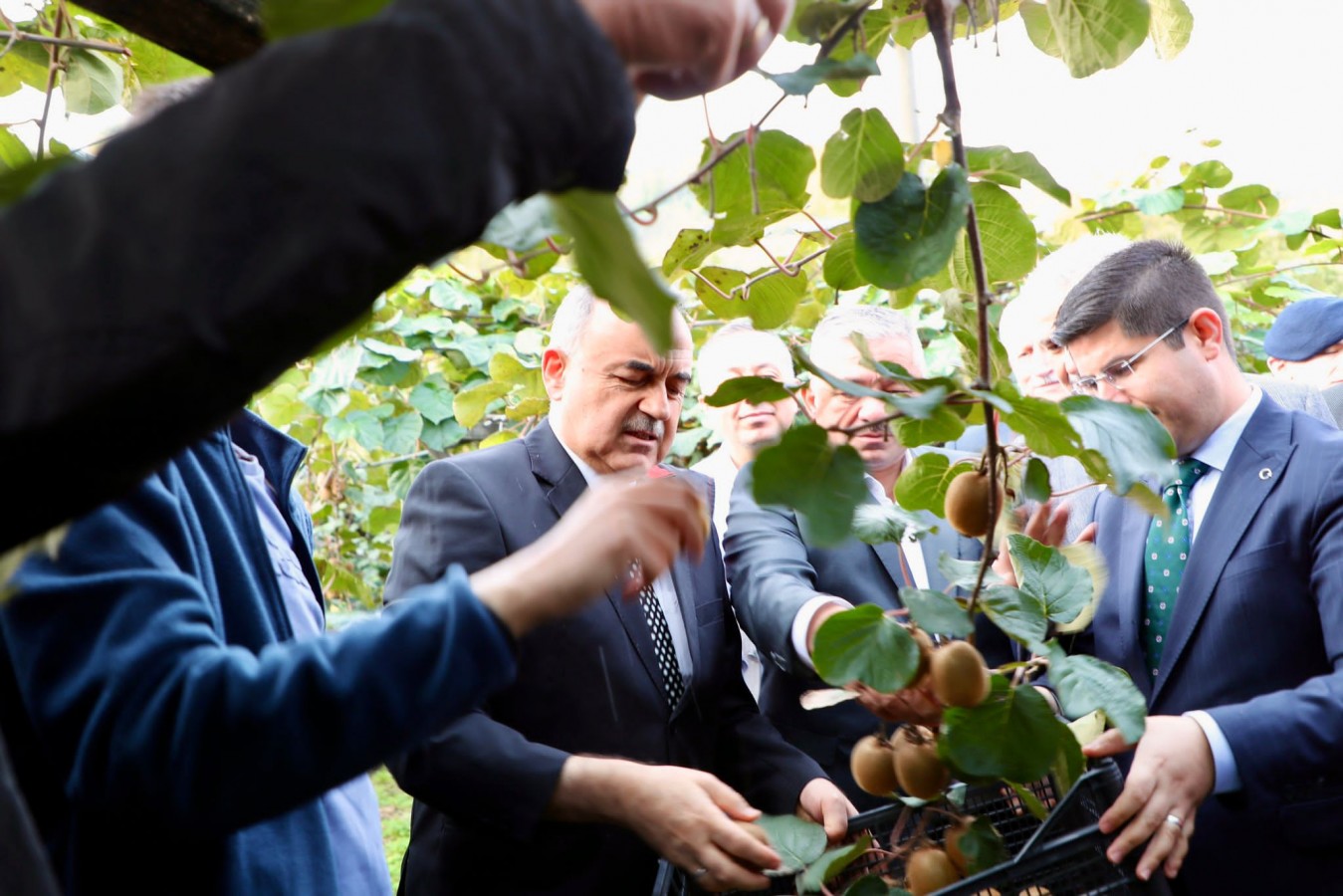 Vali Erol, coğrafi işaretli Ordu Kivisi için uyardı;