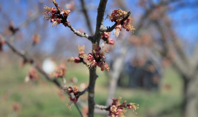 Malatya'da zirai don alarmı, salı gününe kadar dikkat!