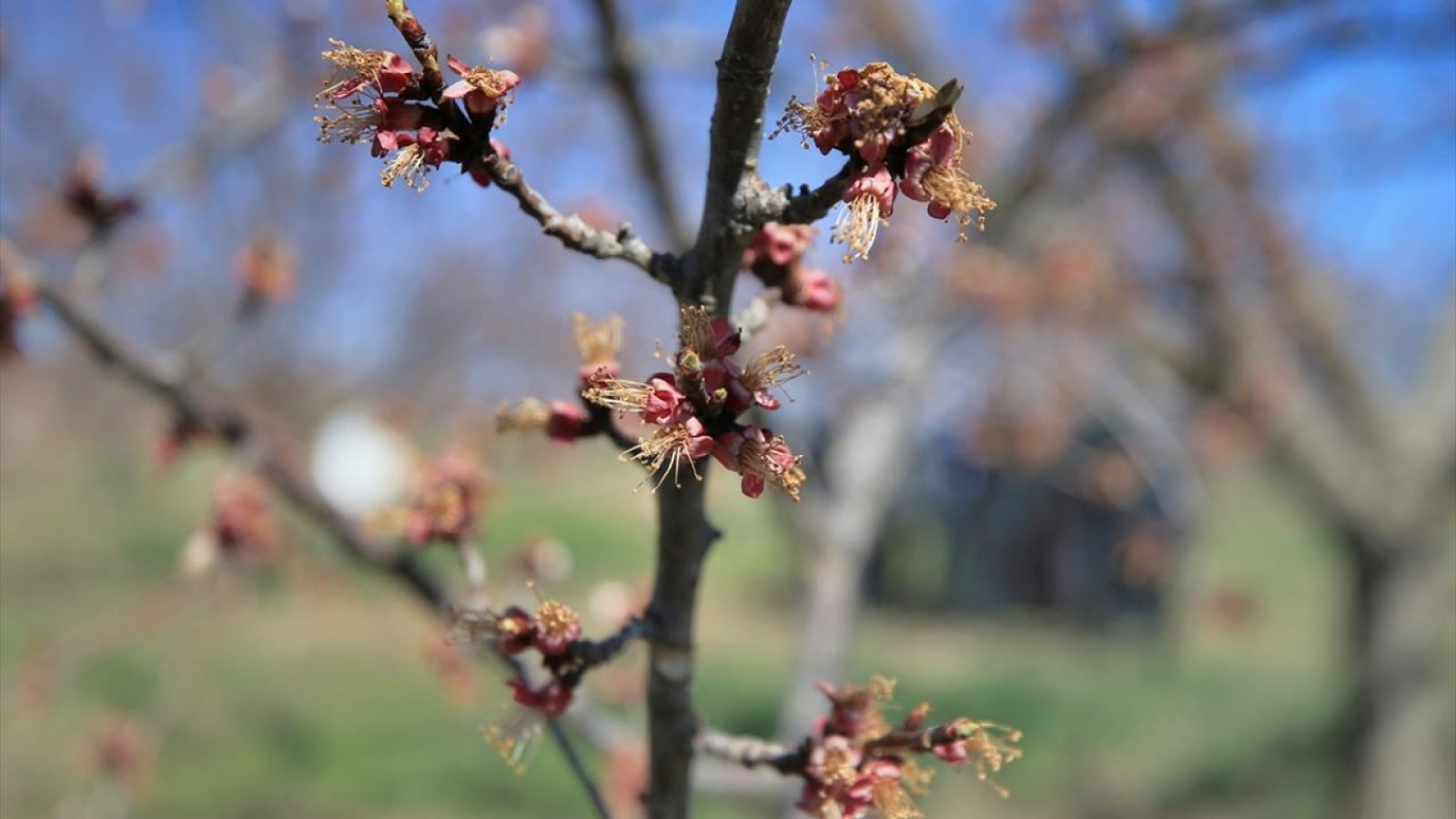 Malatya'da zirai don alarmı, salı gününe kadar dikkat!
