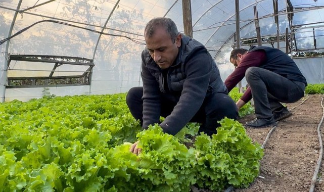 Ordu ekonomisine 90 milyon liralık seracılık katkısı