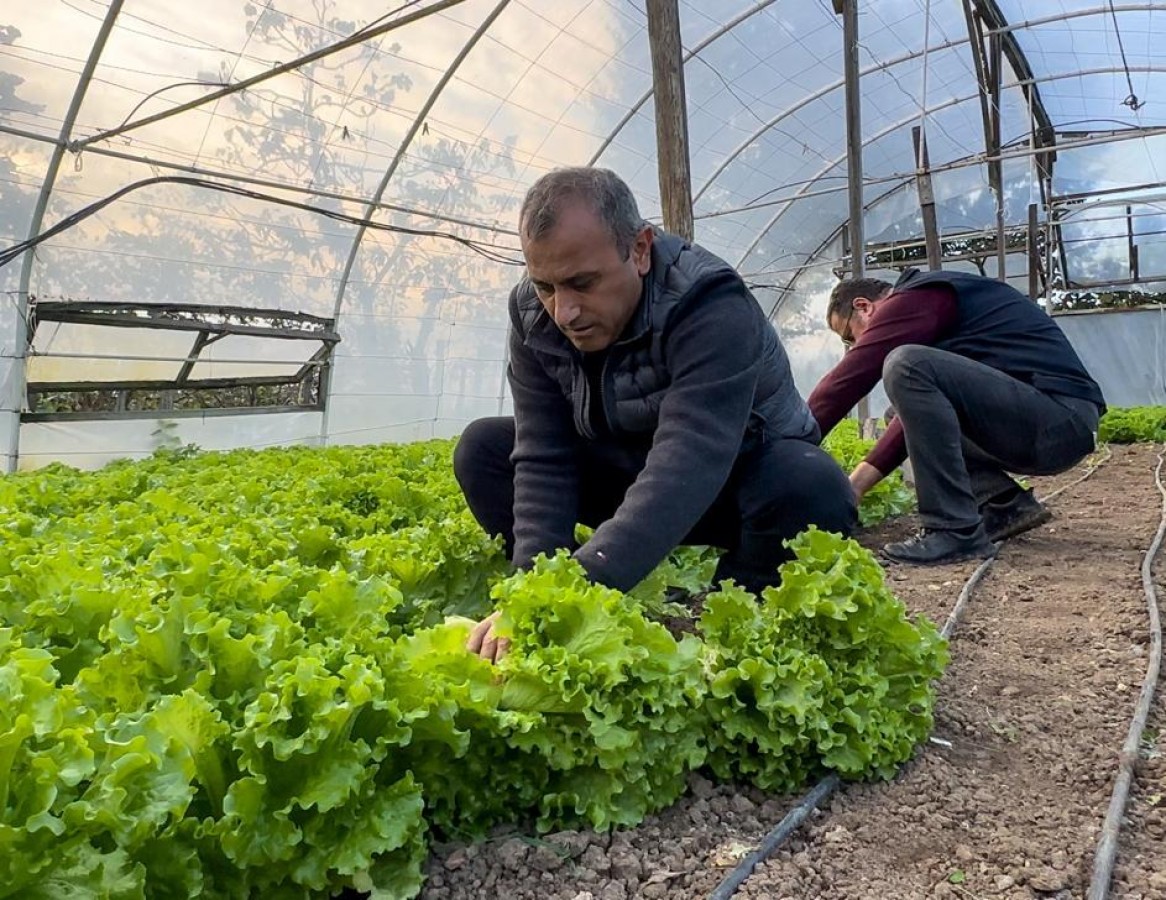 Ordu ekonomisine 90 milyon liralık seracılık katkısı;