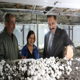 Vali Masatlı üreticilerle birlikte mantar hasadına katıldı