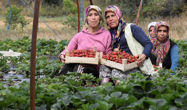 'Vali Hanım Çileği’ kadınların geçim kaynağı oldu