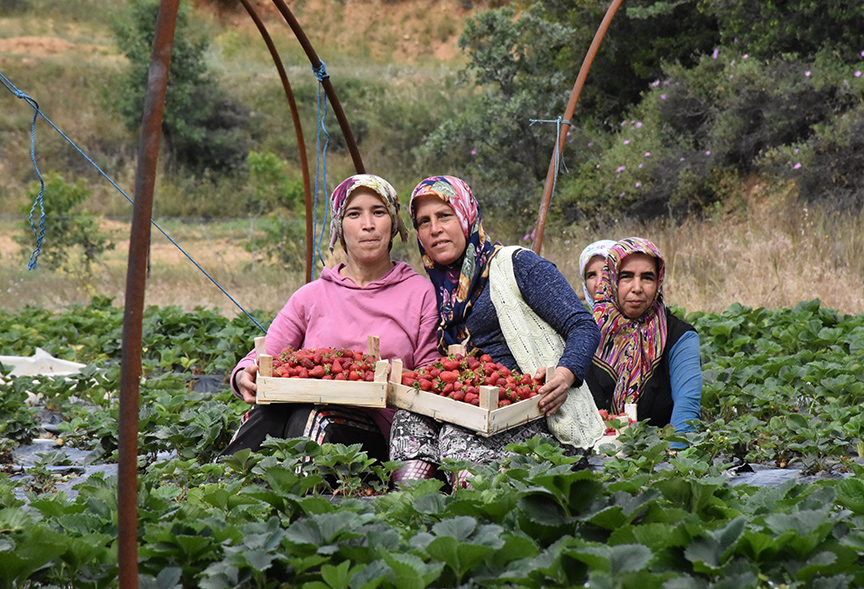 'Vali Hanım Çileği’ kadınların geçim kaynağı oldu;