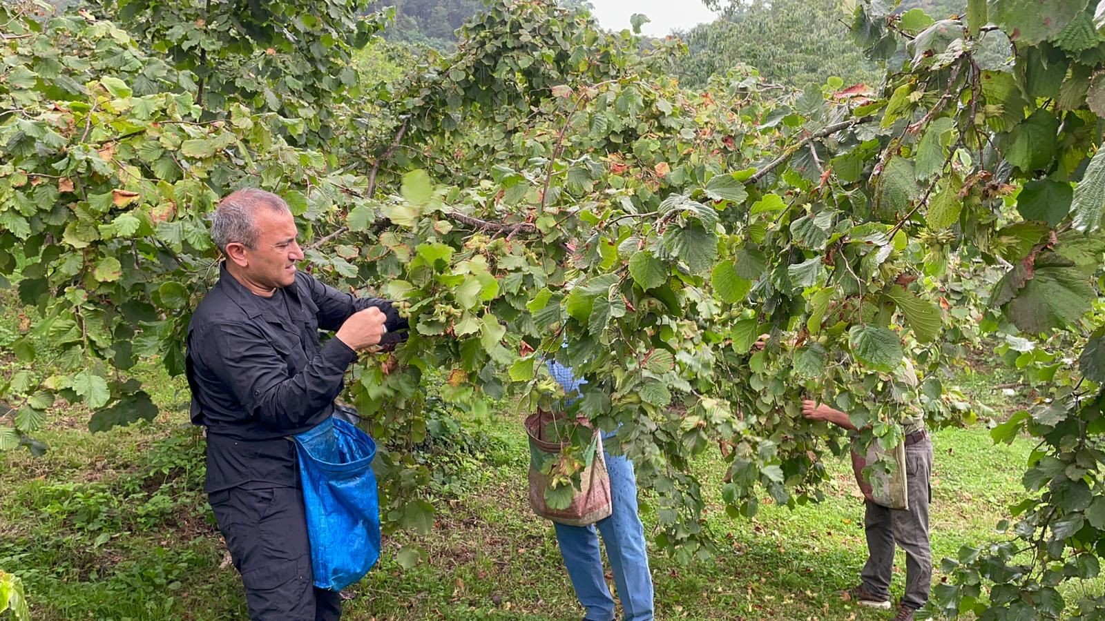 Ordu Valisi Tuncay Sonel, fındık topladı