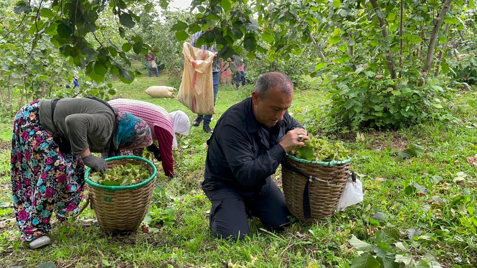 Vali Sonel, işçilerle fındık topladı;