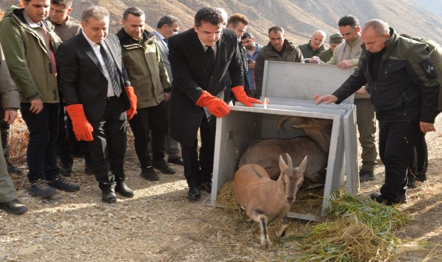 Tedavisi tamamlanan dağ keçileri ve kuşlar doğaya bırakıldı